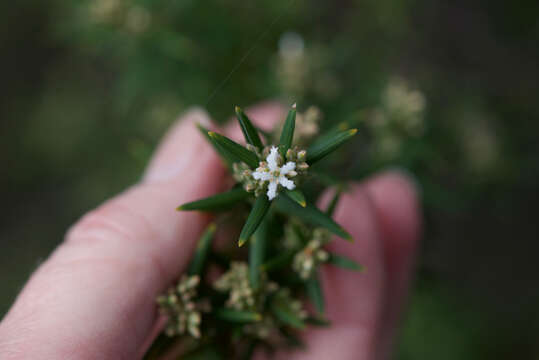 Plancia ëd Leucopogon obovatus (Labill.) R. Br.