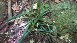 Image of Aloe anivoranoensis (Rauh & Hebding) L. E. Newton & G. D. Rowley