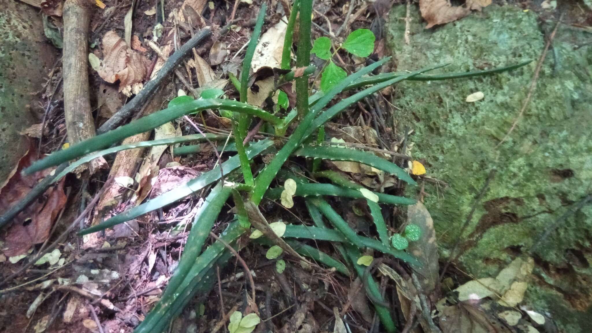 Image of Aloe anivoranoensis (Rauh & Hebding) L. E. Newton & G. D. Rowley