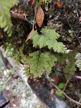 Image of Hymenophyllum dentatum Cav.