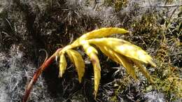 Image of Tillandsia lajensis André