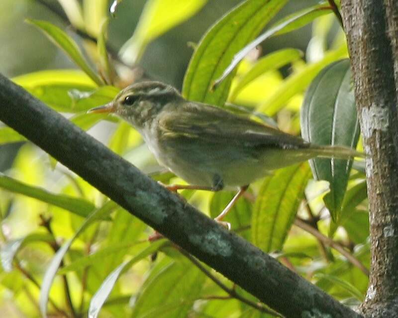 Image of Arctic Warbler