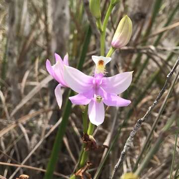 Image of Simpson's grasspink