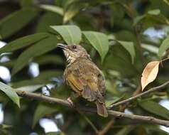 Image of Olive-winged Bulbul