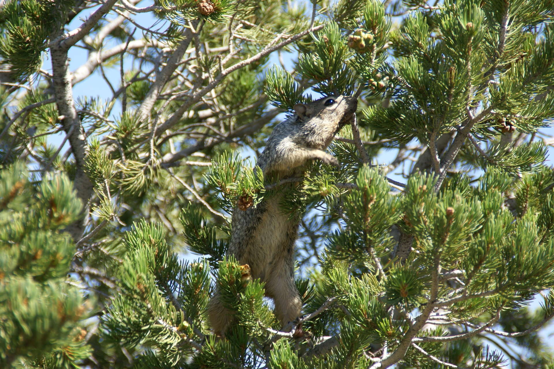 Plancia ëd Otospermophilus Brandt 1844