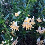 Image of Santa Lucia Mountain bush monkeyflower