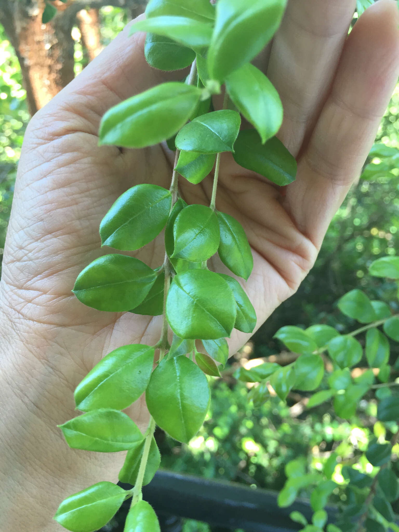 Imagem de Luma apiculata (A. P. de Candolle) Burret