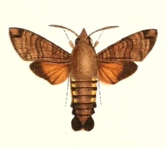 Image of Macroglossum vacillans Walker (1865)