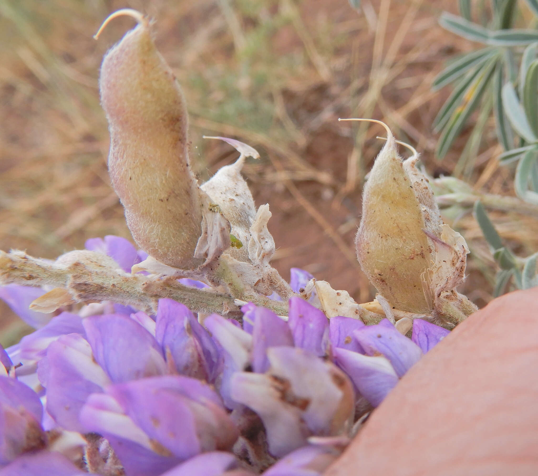 Image de Lupinus caudatus