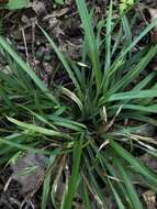 Image of Cumberland sedge