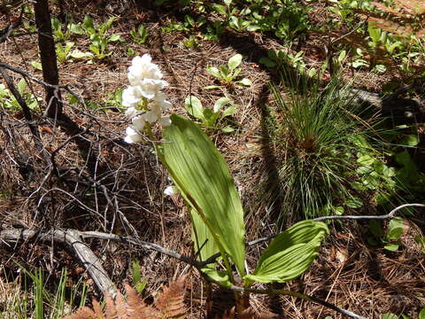 Image of Govenia liliacea (Lex.) Lindl.