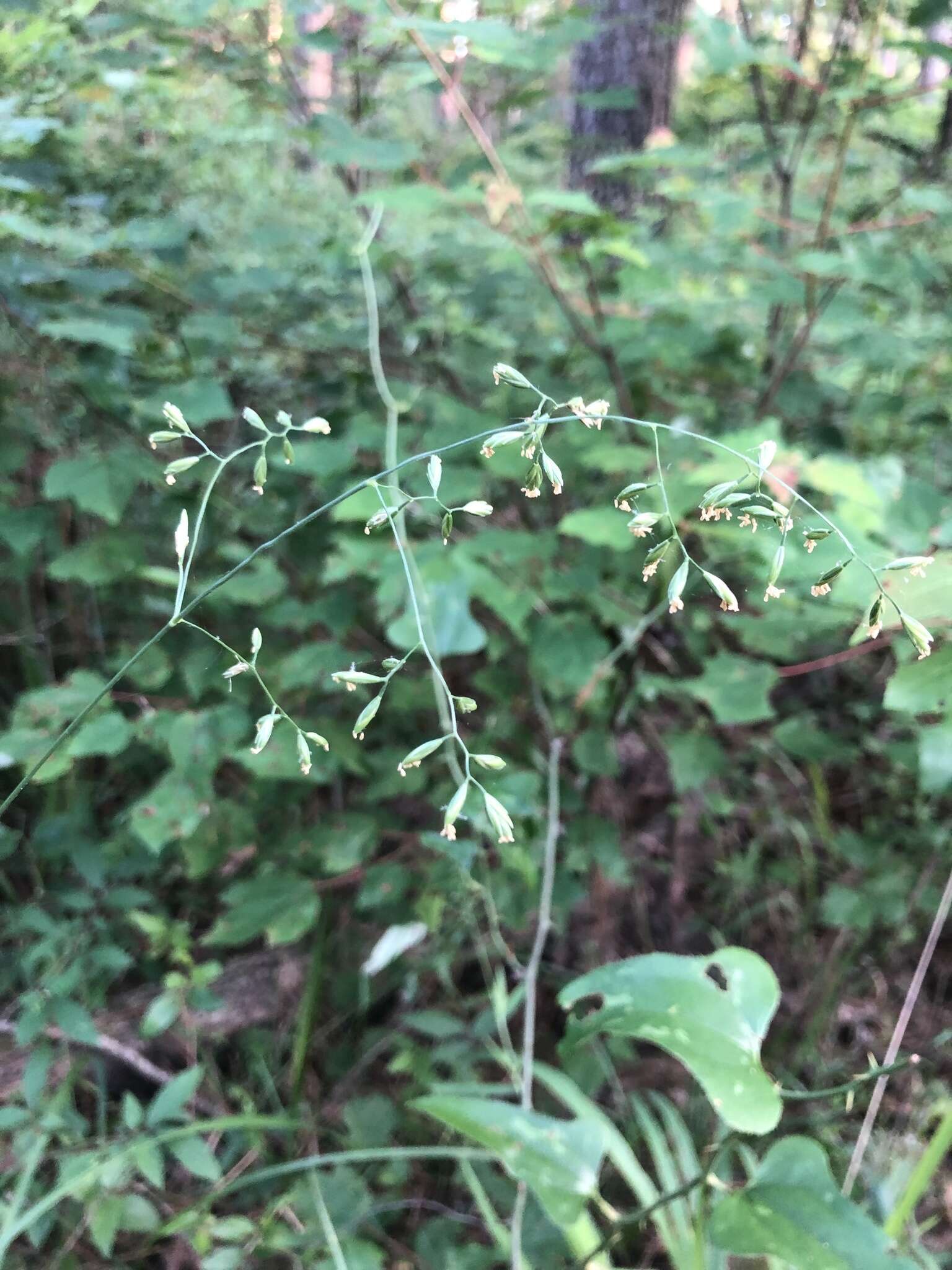 Plancia ëd Festuca paradoxa Desv.