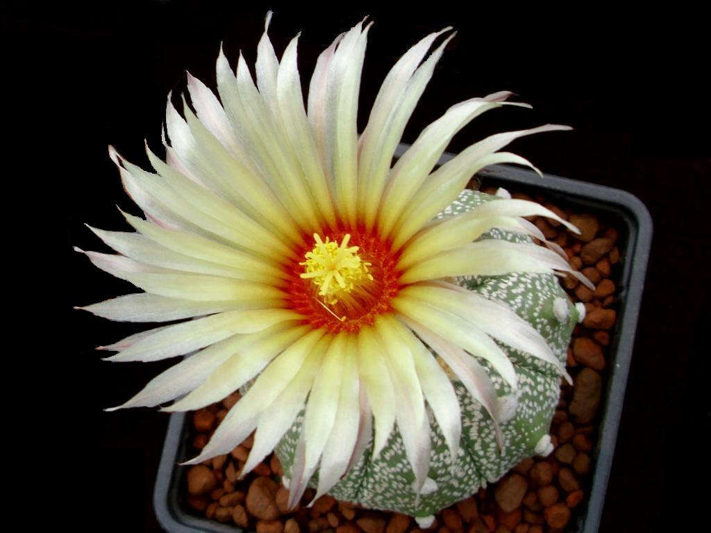 Image of Sand Dollar Cactus