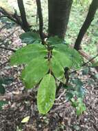 Image de Diospyros hillebrandii (Seem.) Fosberg