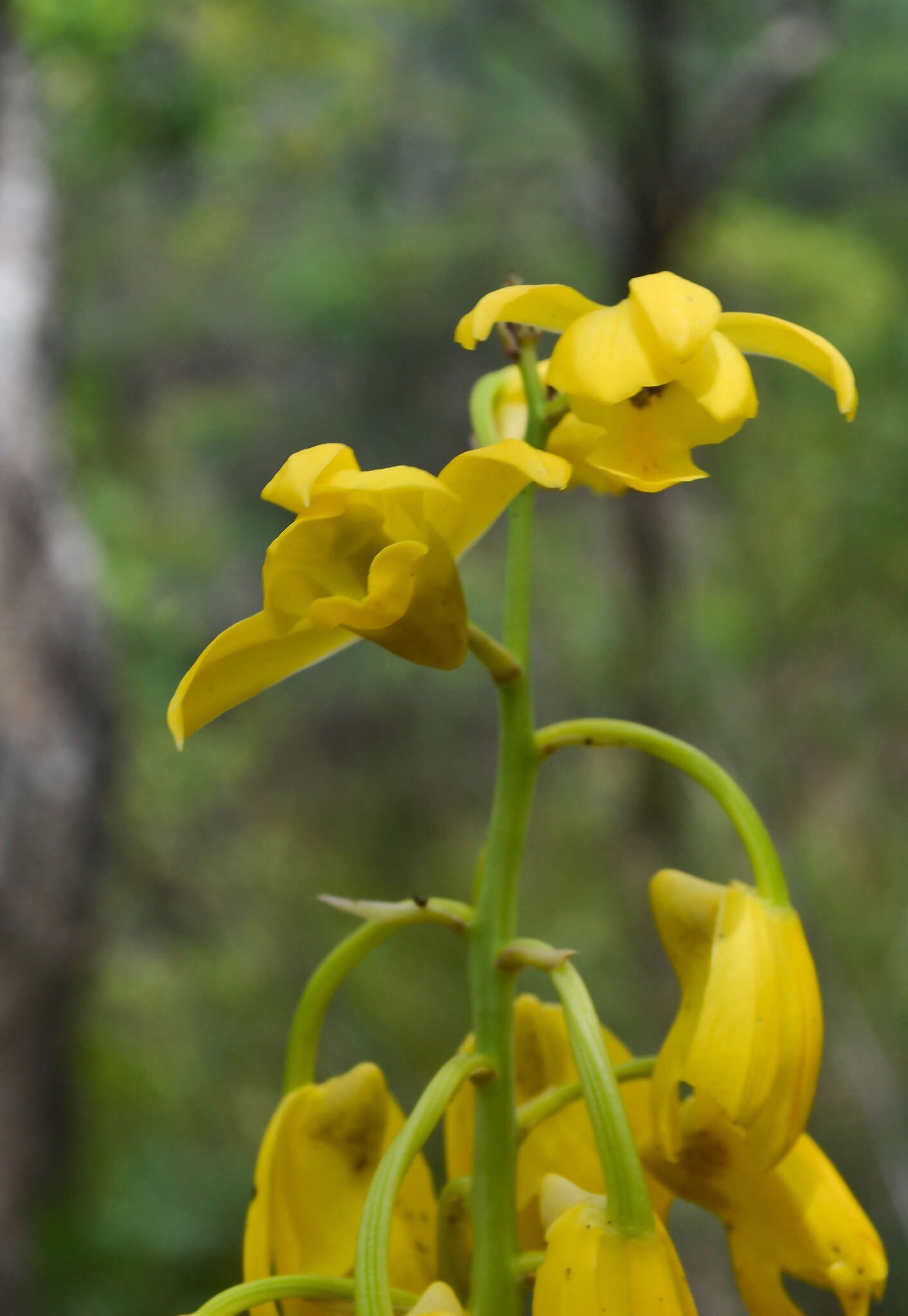 Image de Eulophia flava (Lindl.) Hook. fil.