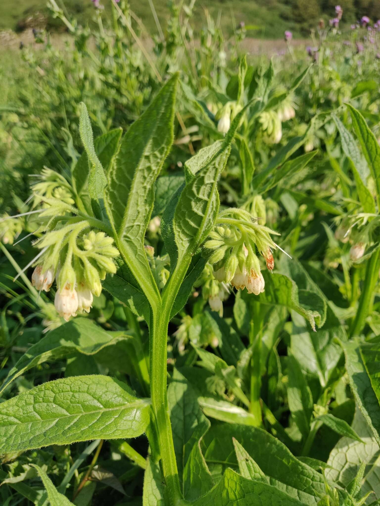 Image of Symphytum officinale subsp. officinale