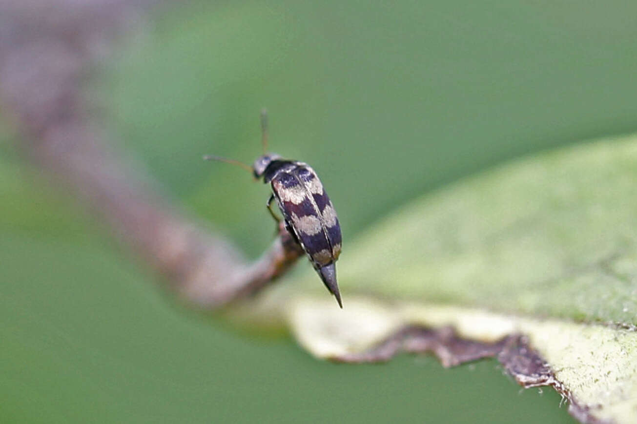 Plancia ëd Falsomordellistena pubescens (Fabricius 1798)