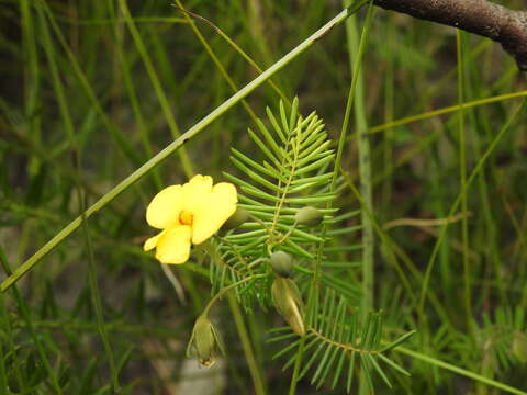 Слика од Gompholobium pinnatum Sm.