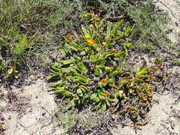 Image of Glottiphyllum longum (Haw.) N. E. Br.