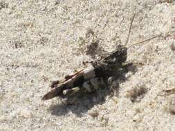 Image of blue-winged grasshopper