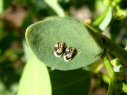 Image of Clutia pulchella L.