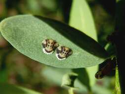 Image of Clutia pulchella L.