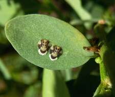 Image of Clutia pulchella L.