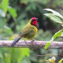 Image of Doherty's Bush Shrike