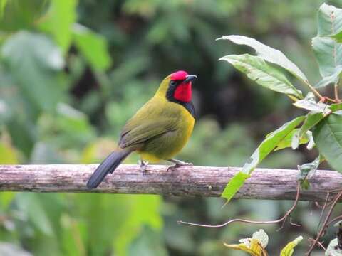 Image of Doherty's Bush Shrike