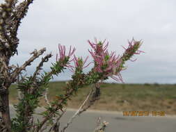 Image of Nenax acerosa subsp. macrocarpa (Eckl. & Zeyh.) Puff