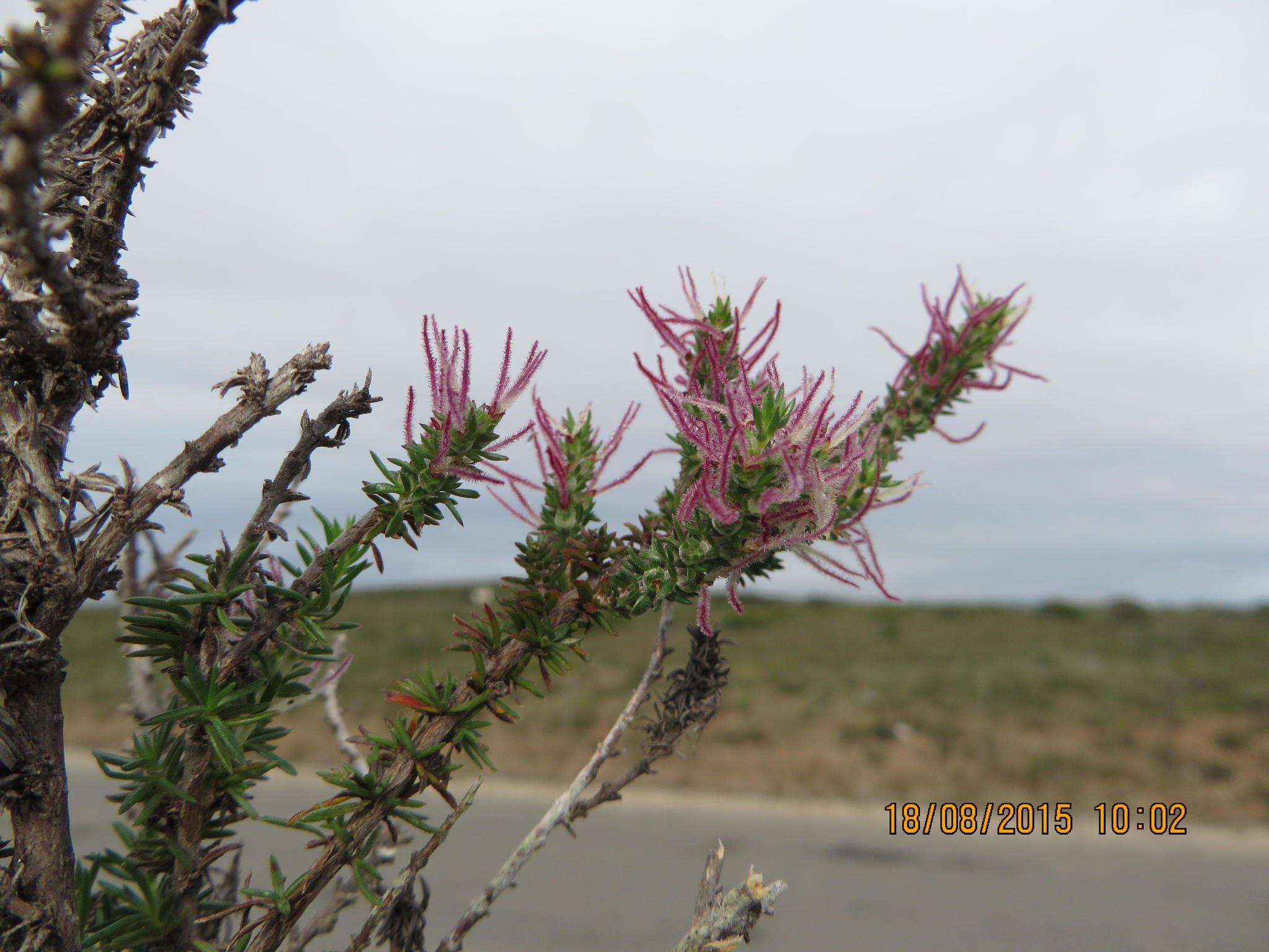 Image of Nenax acerosa subsp. macrocarpa (Eckl. & Zeyh.) Puff