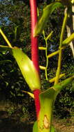 Image of Vriesea procera (Mart. ex Schult. & Schult. fil.) Wittm.