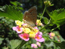 Image of common blue