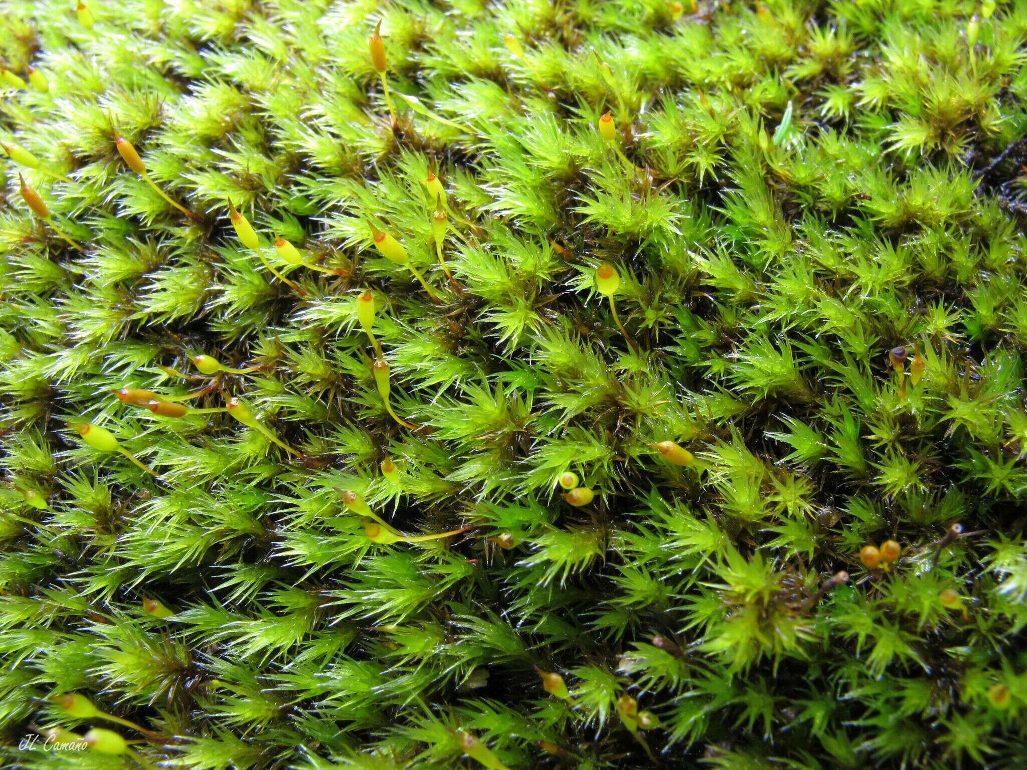 Image of racomitrium moss