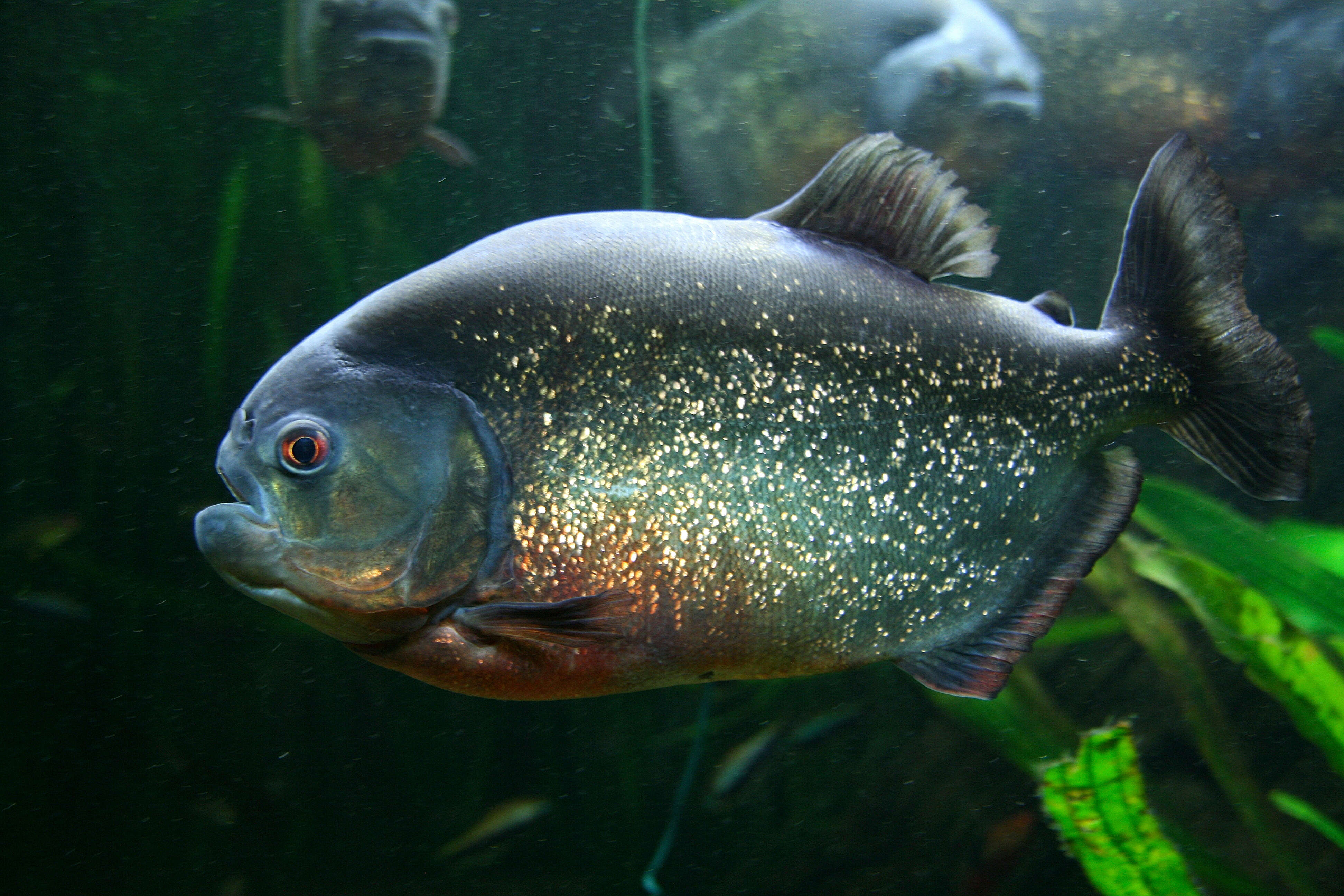 Image of Red-bellied piranha