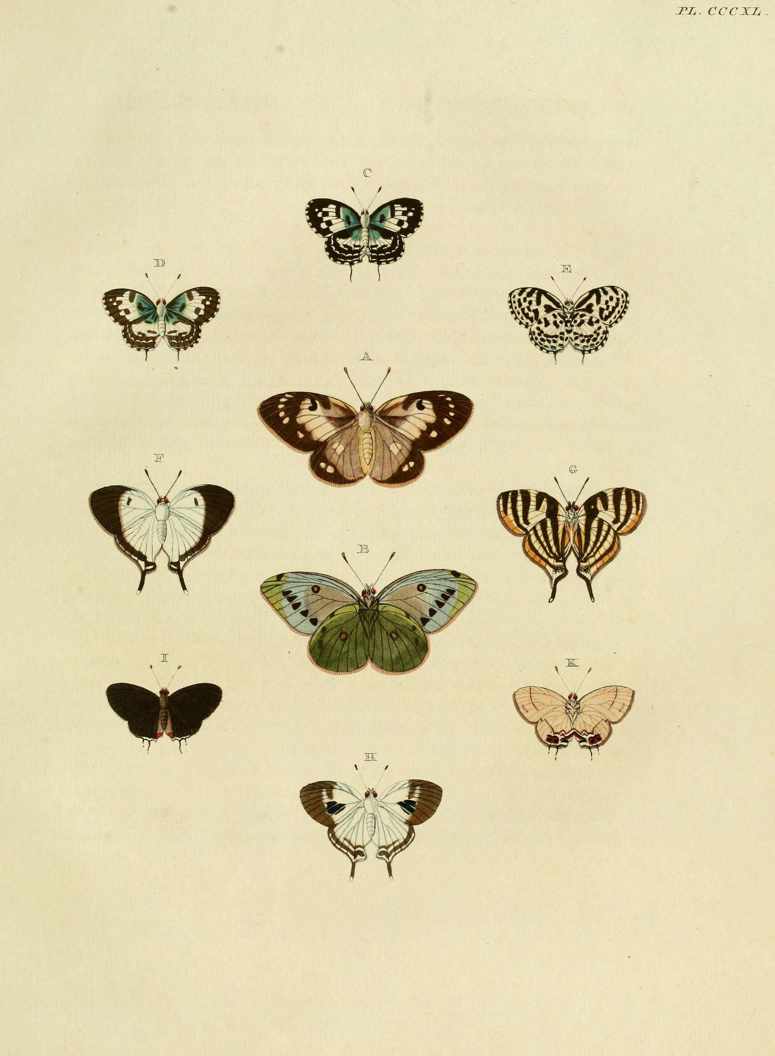 Image of Colias electo (Linnaeus 1763)