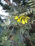 Image of Sophora macrocarpa