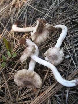 Image of Tricholoma moseri Singer 1989