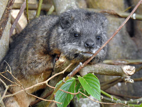 Imagem de Dendrohyrax Gray 1868