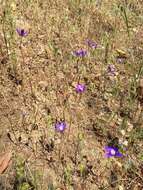 Image of starflower brodiaea