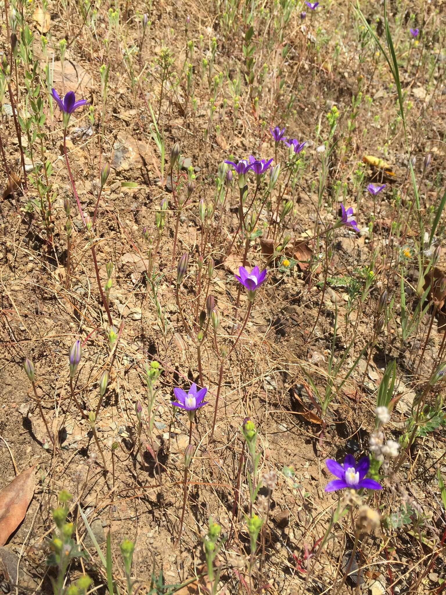 Image of starflower brodiaea