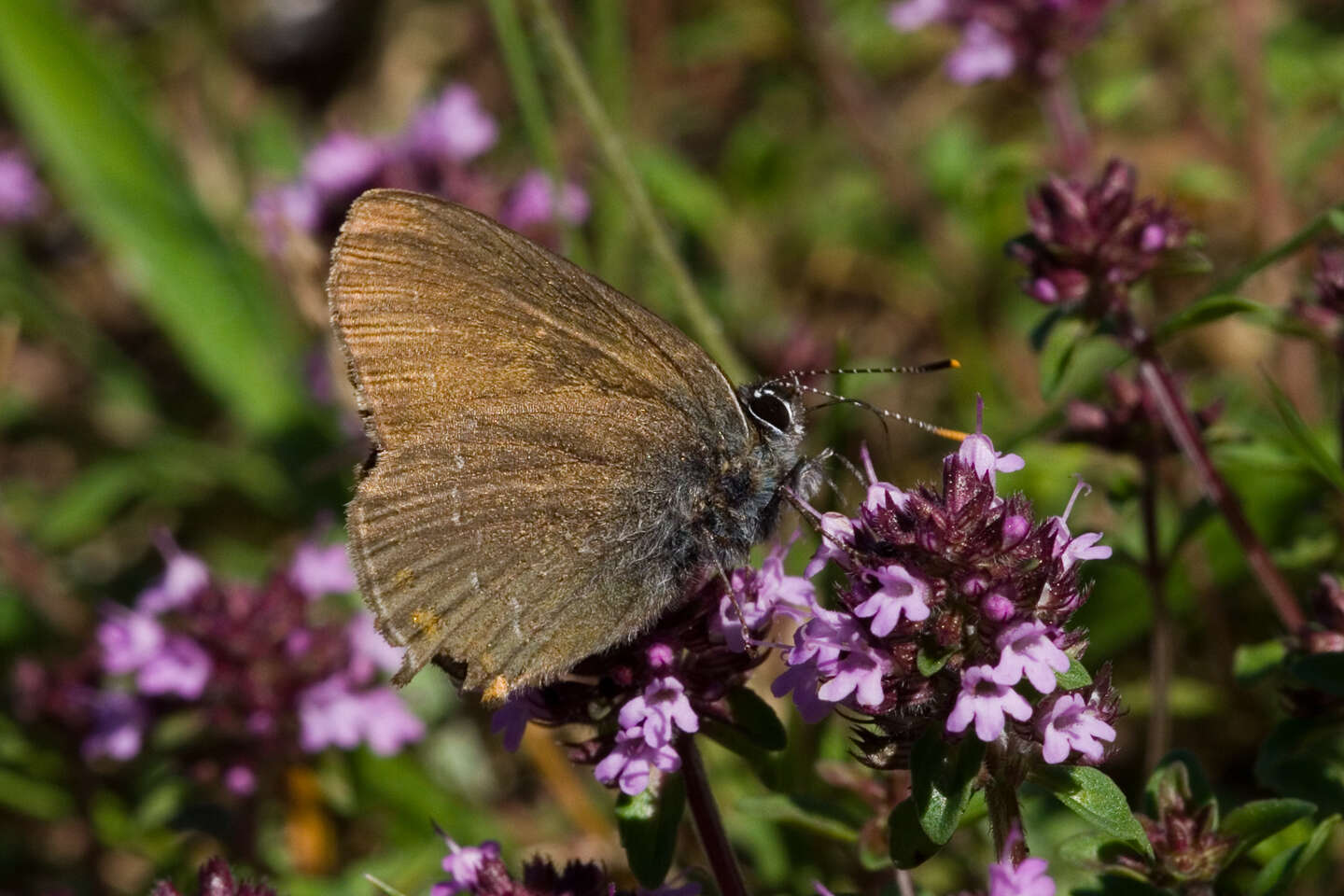 Image of Satyrium ilicis