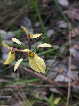 Image of Moraea thomasiae Goldblatt