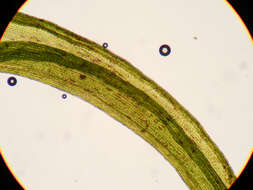 Image of Oeder's apple-moss