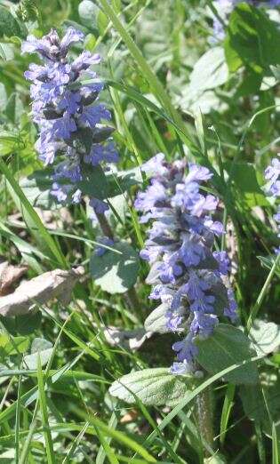 Слика од Ajuga genevensis L.