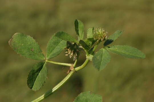 Trifolium michelianum Savi resmi