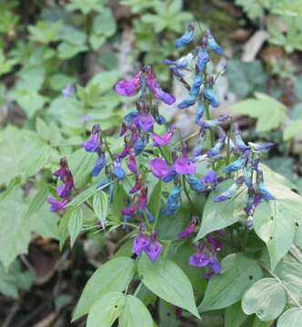 Image of spring pea