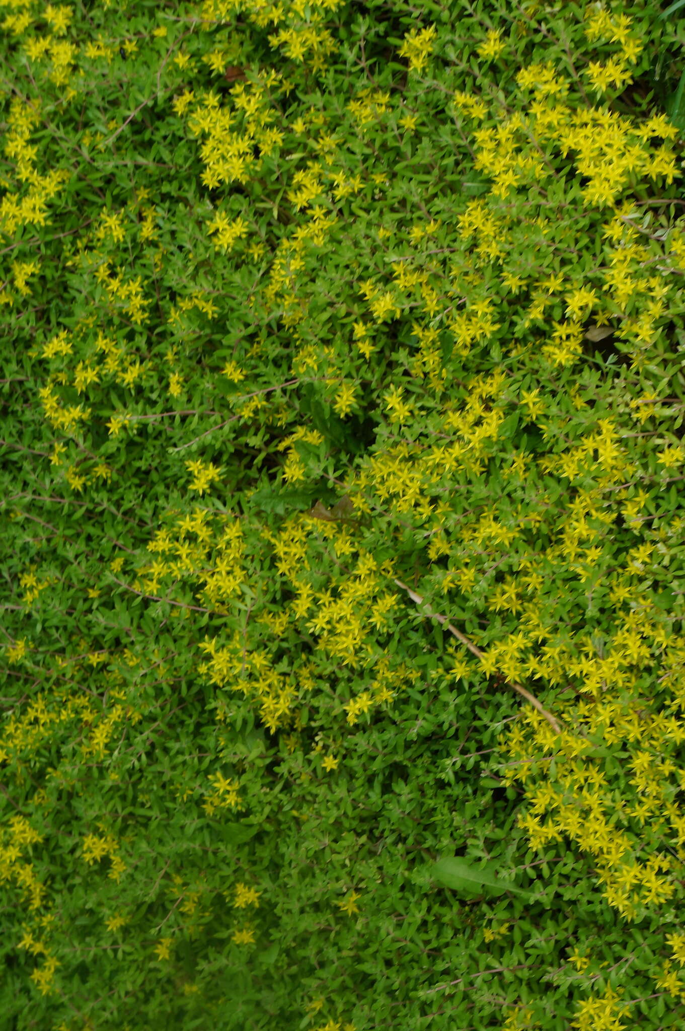 Image of stringy stonecrop