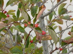 Image of Cockspur Hawthorn