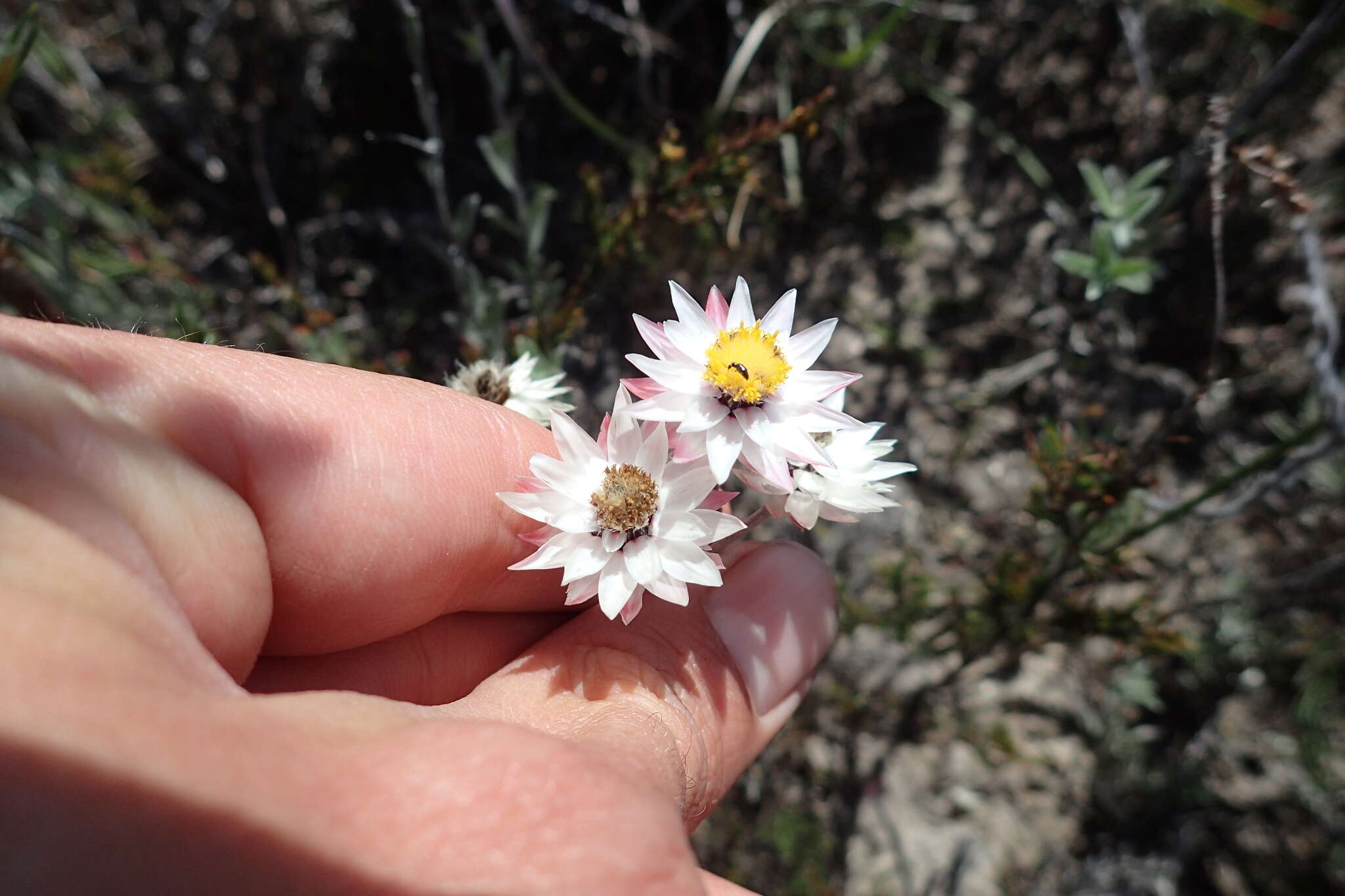 Image of Achyranthemum affine (Less.) N. G. Bergh